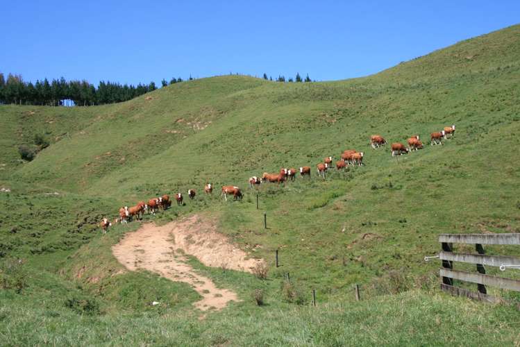 102 Manu Road Te Popo_20