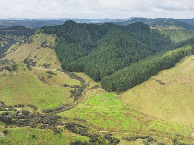 Opportunity with pines, pasture and carbon