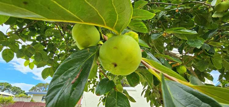 44 Marsden Point Road Ruakaka_11