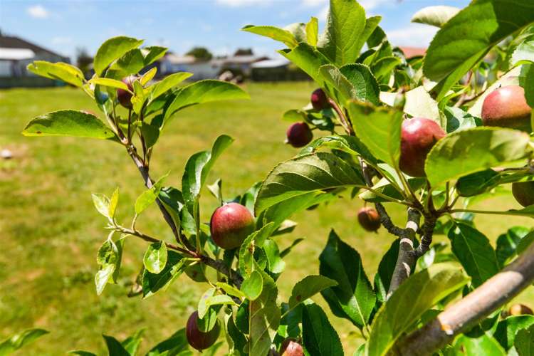 25 Flower Street Bulls_30