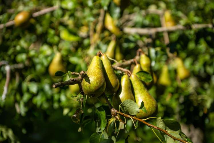 546 Onamalutu Road Onamalutu_32