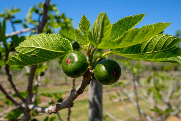 571 Brookby Road Hawkesbury_17