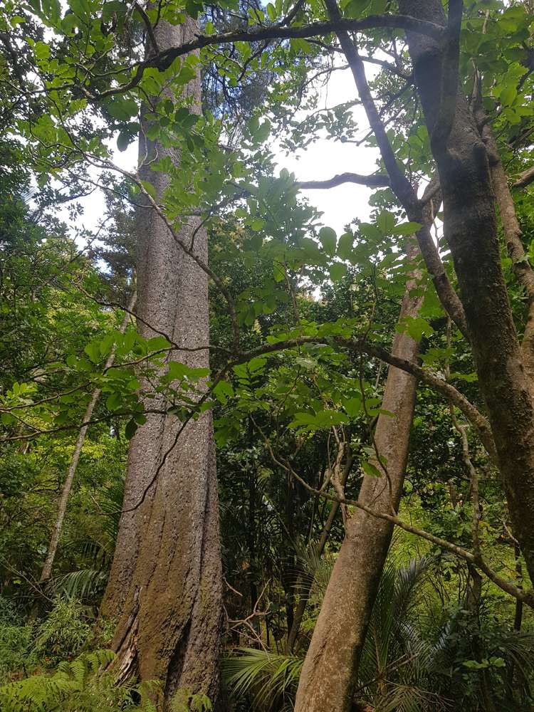 160 Otuhi Road Mangapai and Surrounds_11