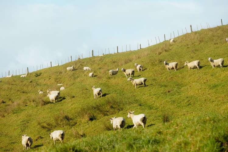 223 Constable Road Muriwai_3