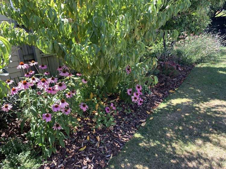 8b Wensley Road Richmond_10