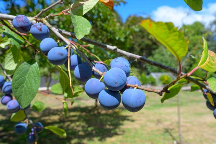 13a Motueka Quay Motueka_20