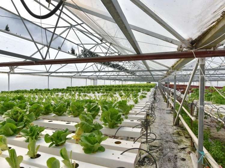 55 Fletchers Road Loburn_22