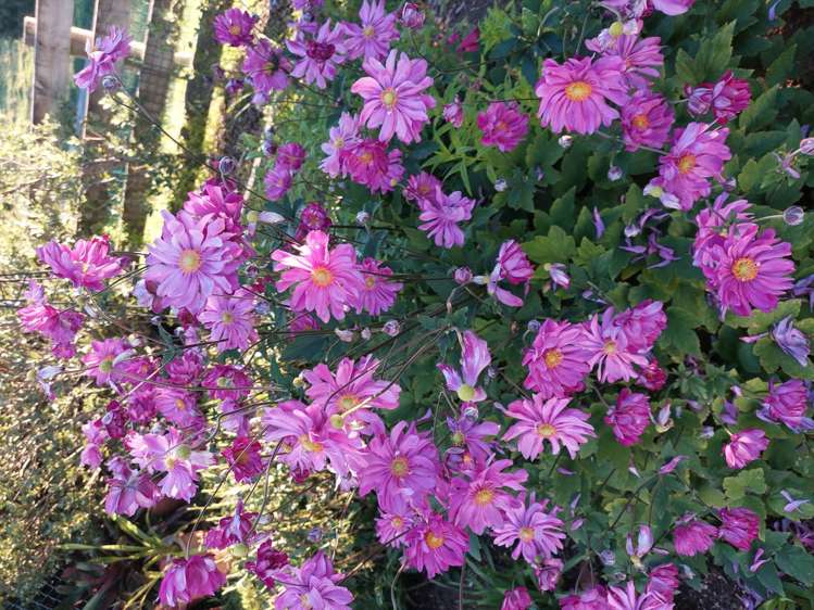 2 Marshall Road Rangiriri_23