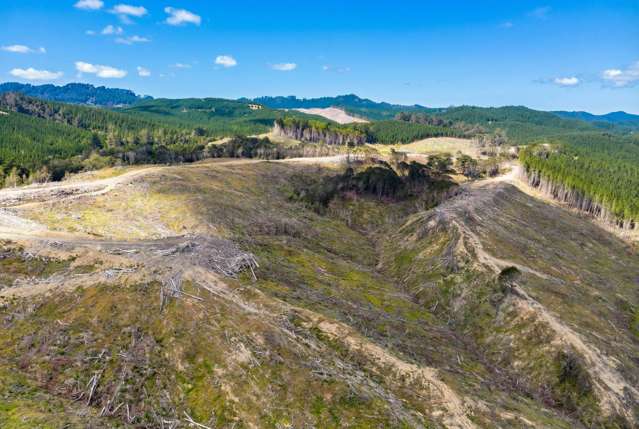 Prime forestry investment - 50 ha opportunity