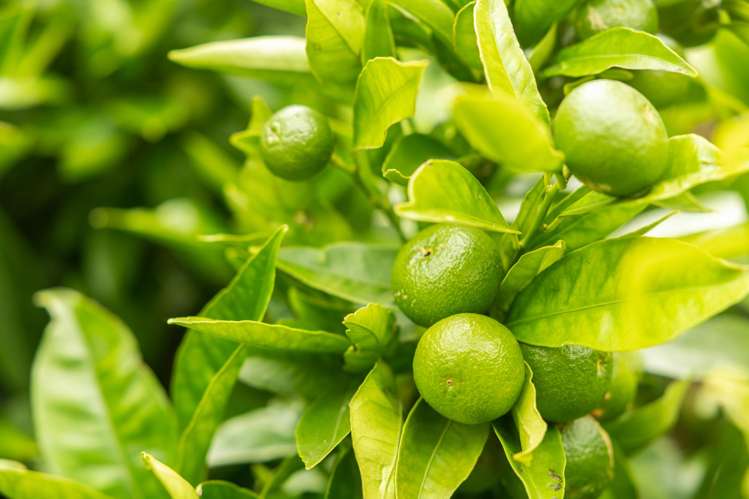 3/91 Rangitoto Road Papatoetoe_14