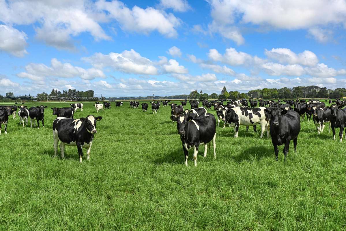 77 Arowhenua Station Road_1