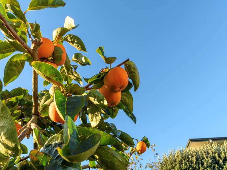 7 Esme Place Matua_18