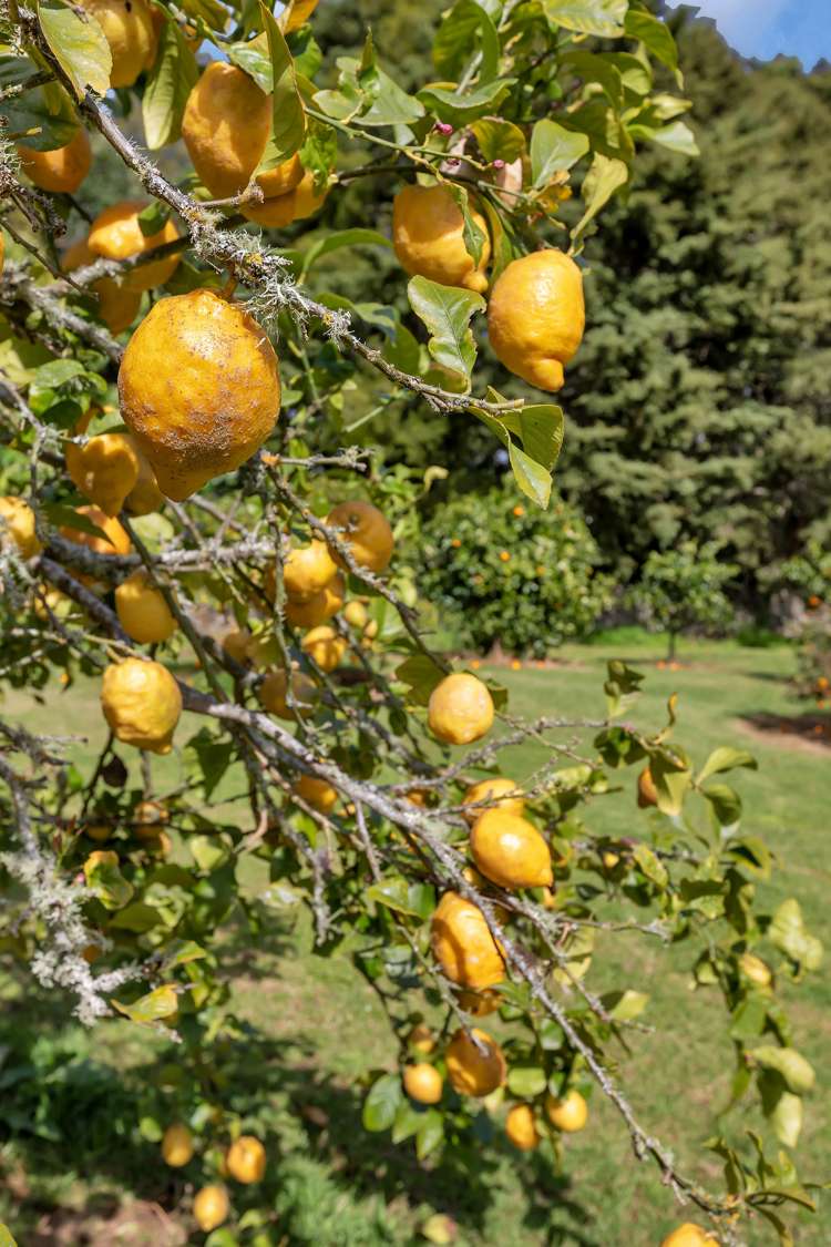 159 Tangihua Road Maungakaramea_26