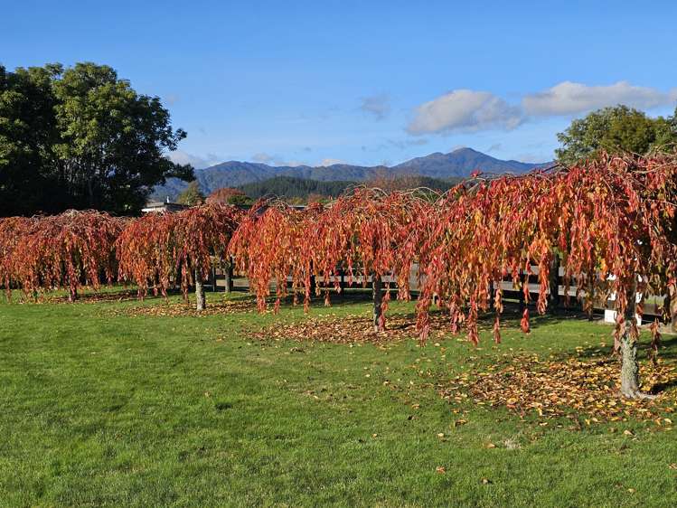 93 Pohutukawa Drive Levin_14