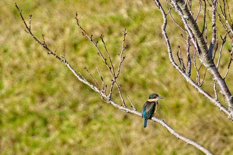 Ormond Valley Road Ormond_10