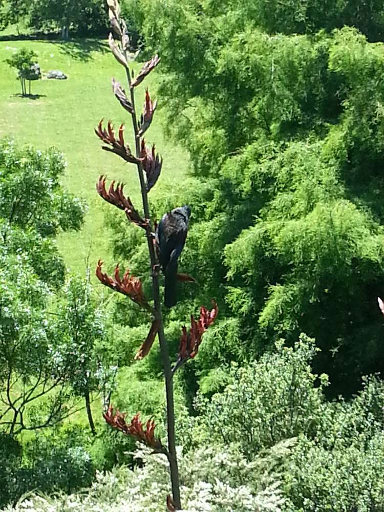 3j Laxon Terrace Remuera_13