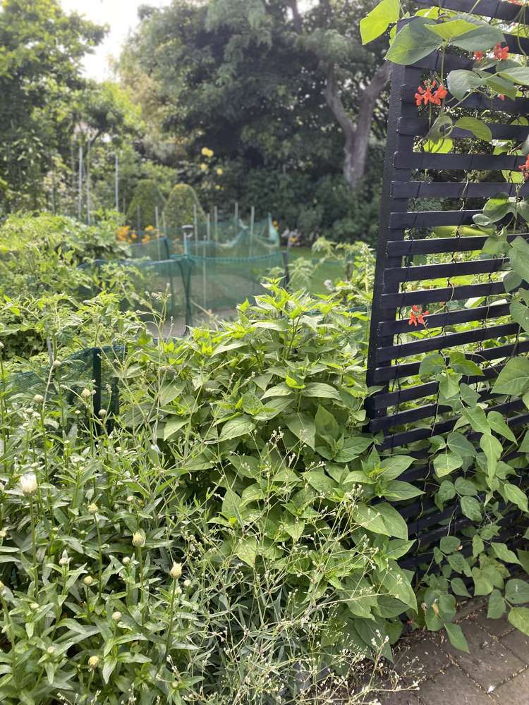 96 Middle Road Allenton_7