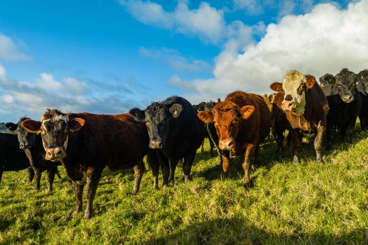 85 Lusk Road Ruawai_20