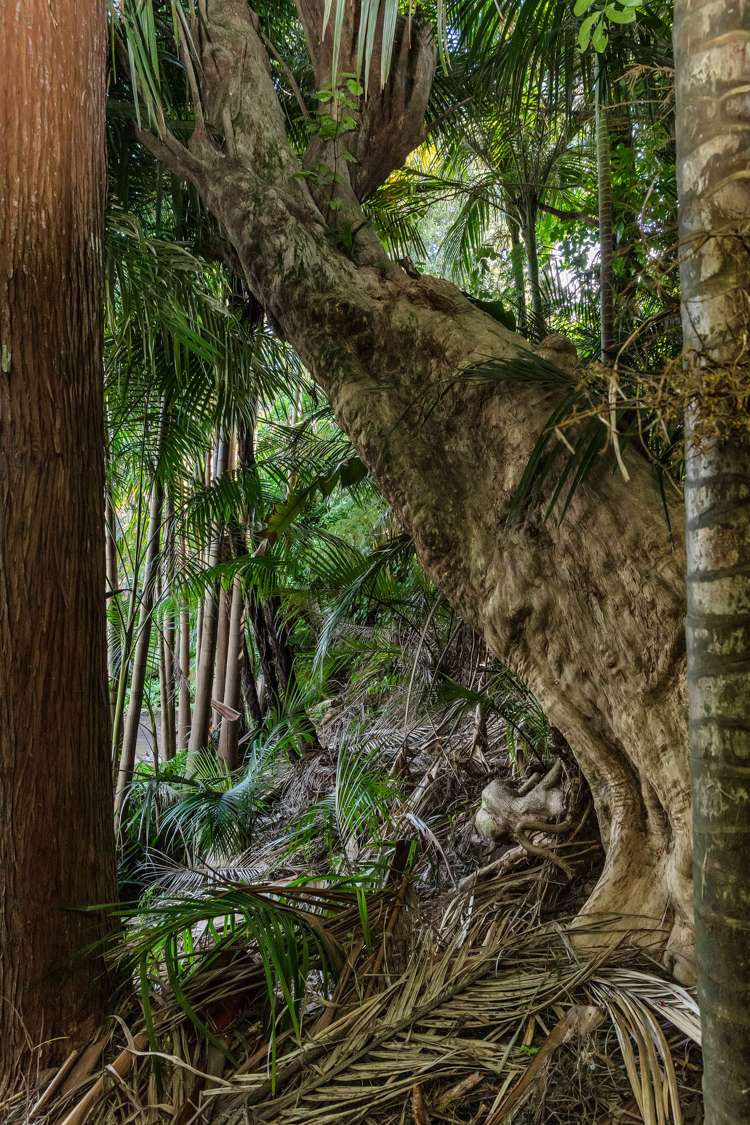 48 Scott Road Tamaterau_13