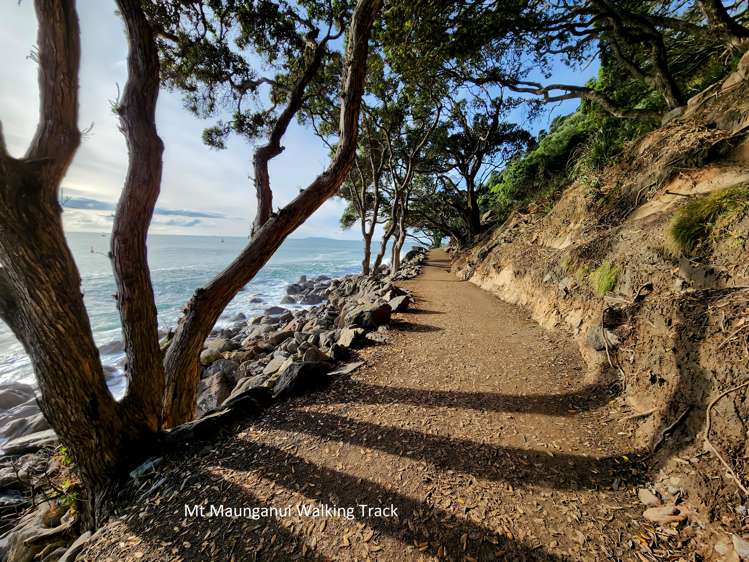 4/281 Maunganui Road Mount Maunganui_2