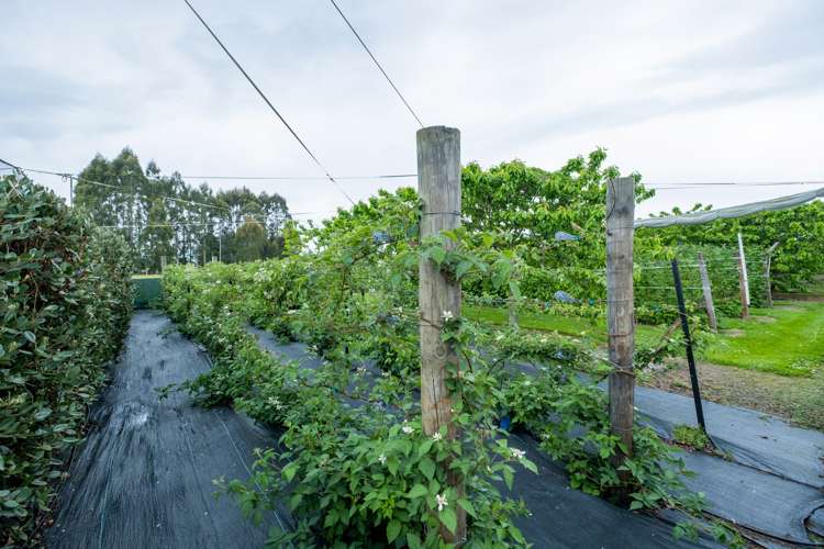 7 Opuha Saint East Orari_24