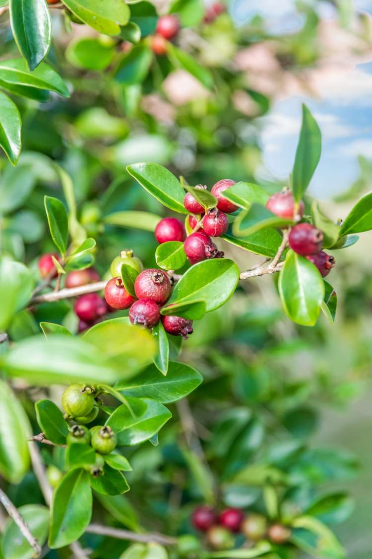 3/70 Kaurilands Road Titirangi_21