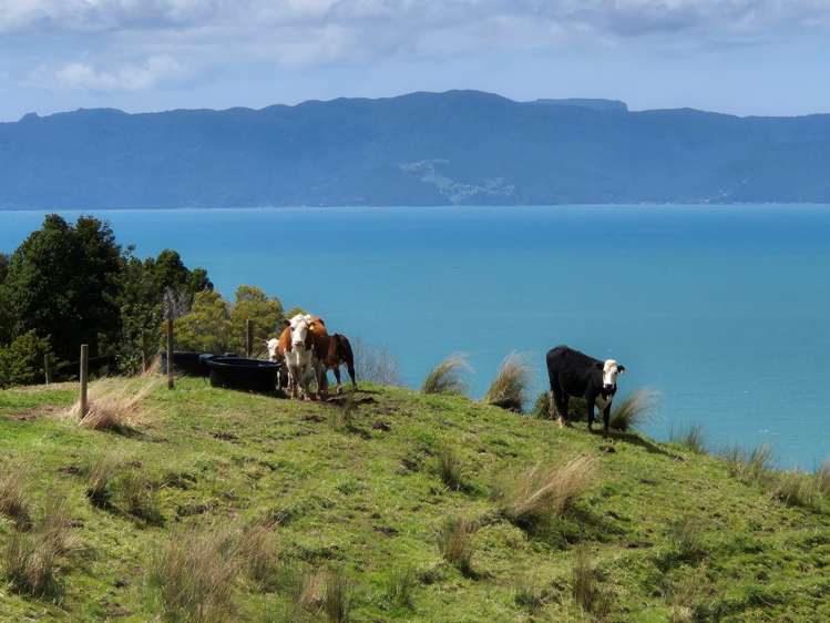 1909 East Coast Road Whakatiwai_16