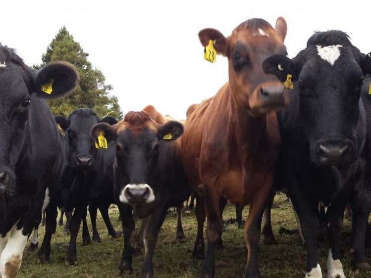 1102 Mangorei Road Mangorei_13