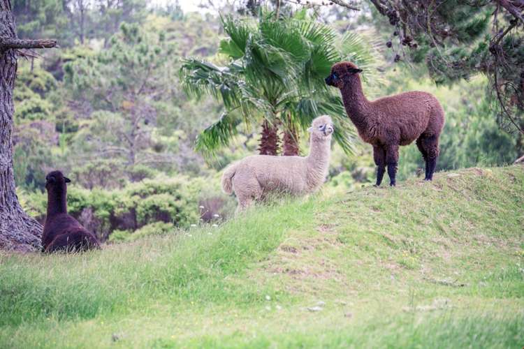 255 Okura River Road Okura_26