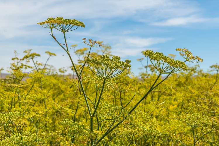 157 Georges Road Amberley_16