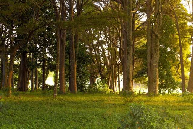 572 Woodcocks Road Warkworth_4