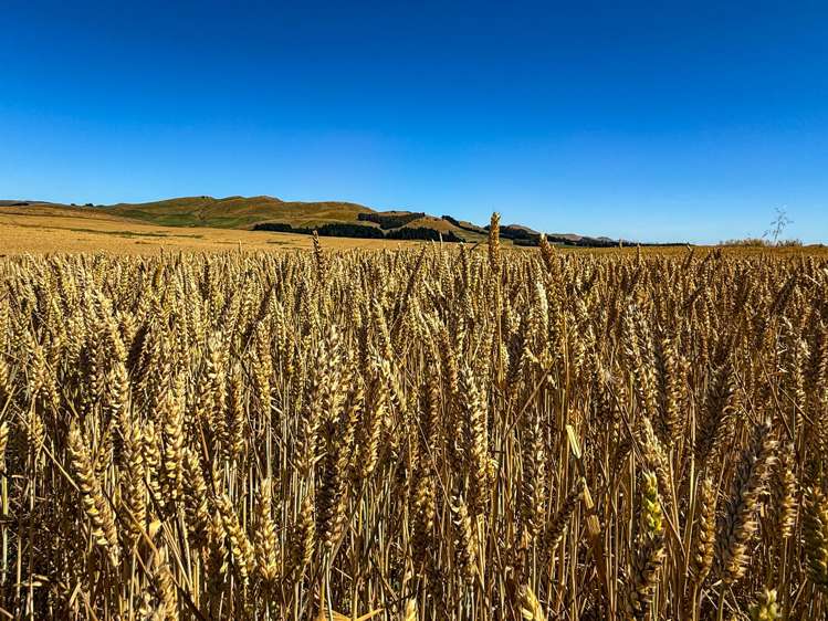 2996 Old Coach Road Clutha_1