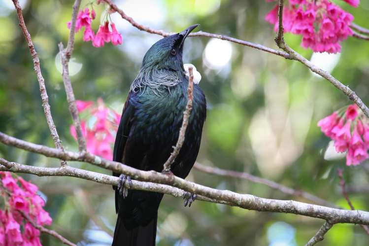 179 Mcgregor Road Ngahinapouri_20