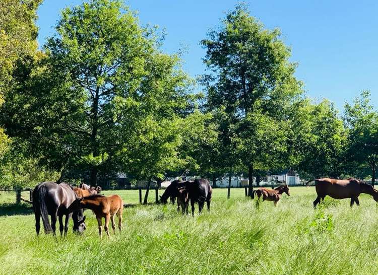 Leadleys Road Halswell_9