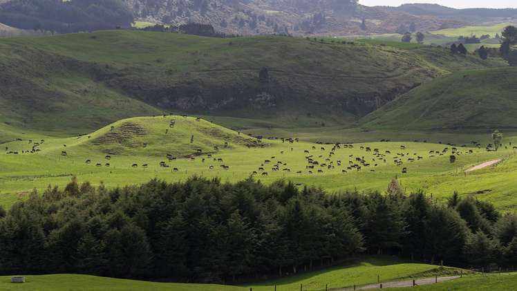 913 Whirinaki Valley Road Ngakuru_13