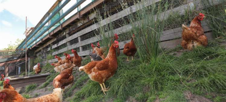 6 Hakarimata Road Ngaruawahia_50