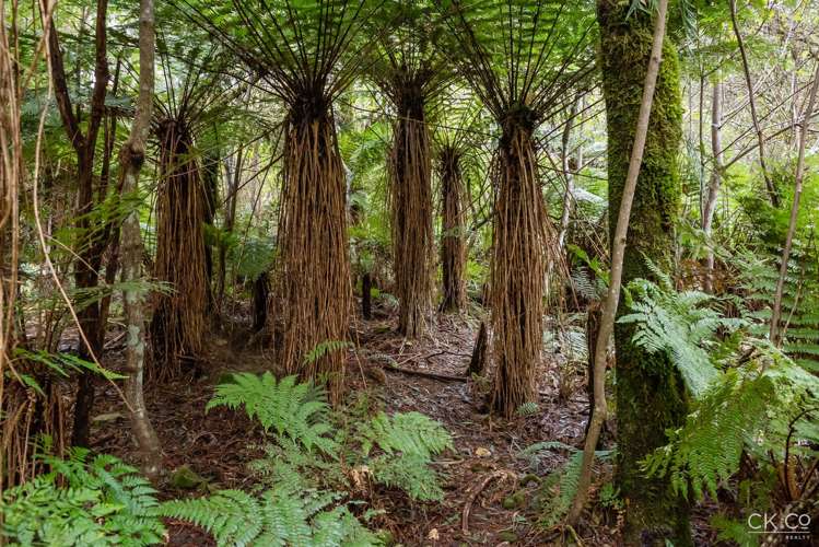 Zero Akatarawa Road Brown Owl_14