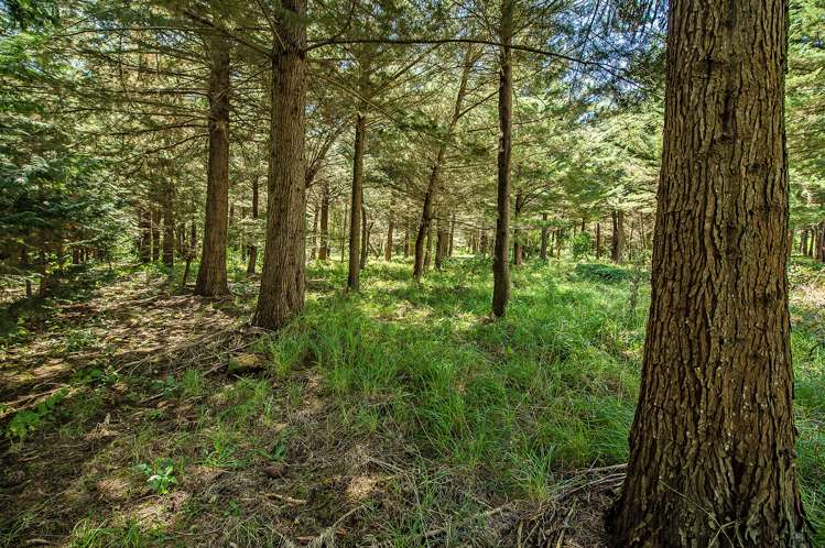 337 Foothills Road Okuku_23