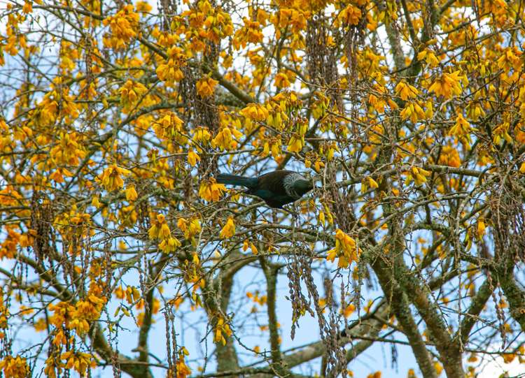 8 Lawlor Street Te Kuiti_8