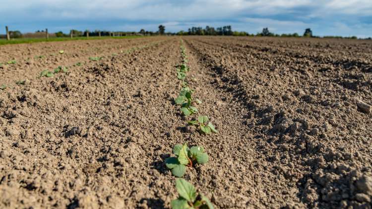 Selwyn Lake Road Leeston_17