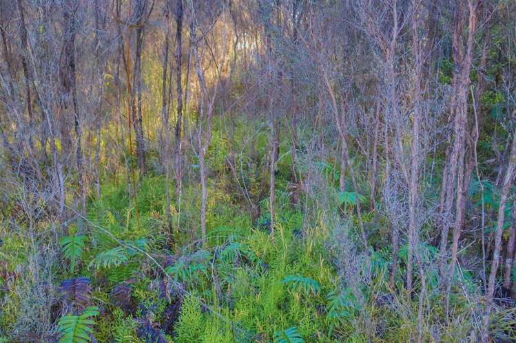 38 Beechwater Drive Moana / Lake Brunner_36