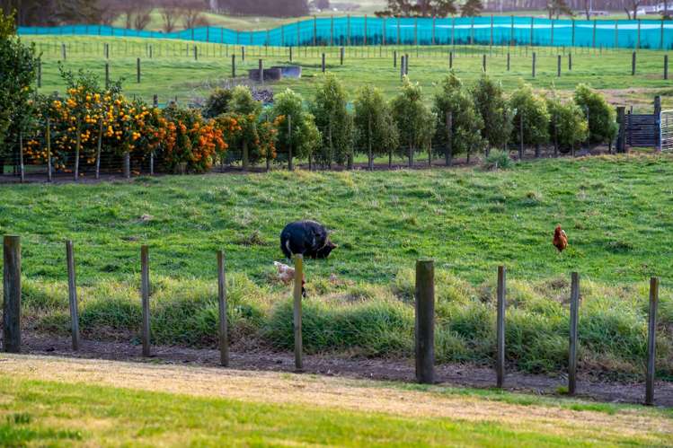 34 Taurangaruru Road Waiuku_35