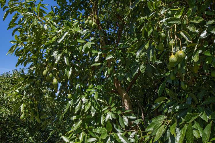 88 Stone Wall Rse Maungatapere_19