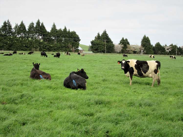 76412 State Highway 2 Rangitikei Surrounds_6