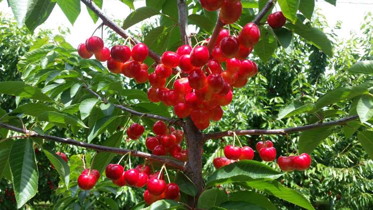 109 Ripponvale Road Cromwell_28