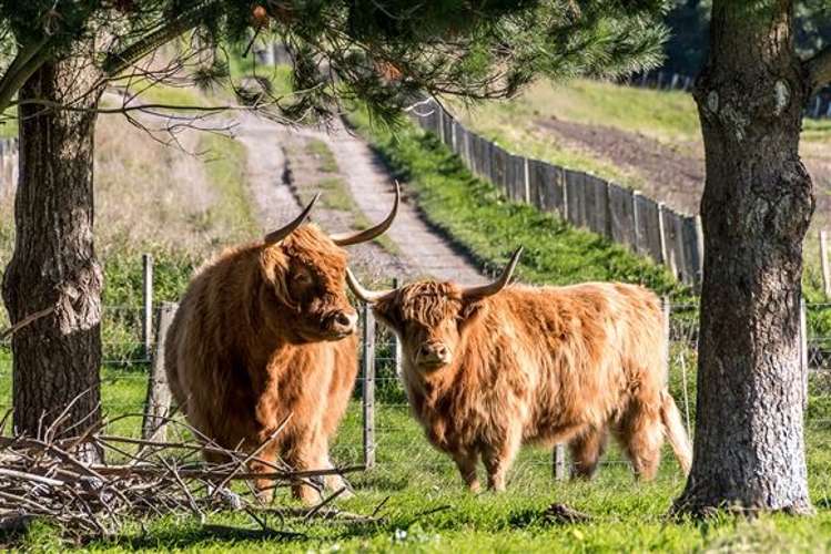 1046 Kahuranaki Road Central Hawkes Bay Coastal_16