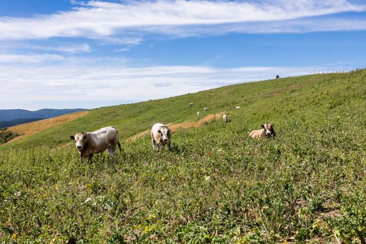 864 Hindon Road Hindon_16