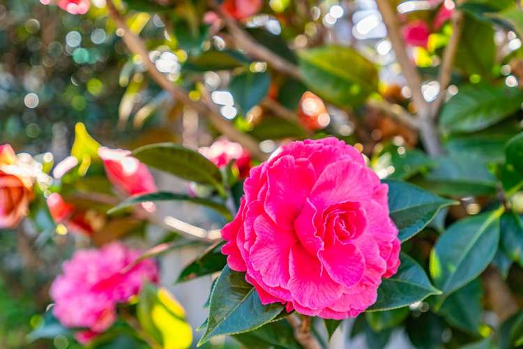 22 Kowi Lakes Drive One Tree Point_19