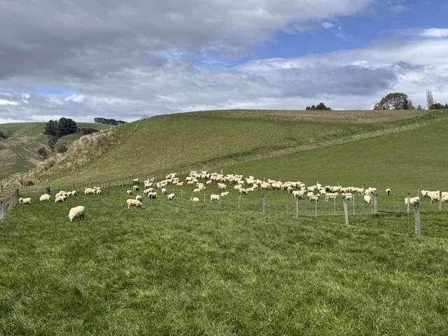 2207 Otautau Tuatapere Road Pukemaori_4