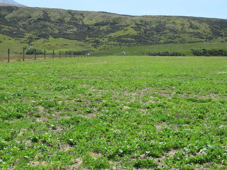 2131 Hakatere Potts Road Mesopotamia_24